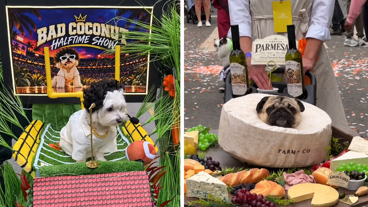 A split image shows a dog with a miniature halftime-show set and a pug dressed as a wheel of cheese.