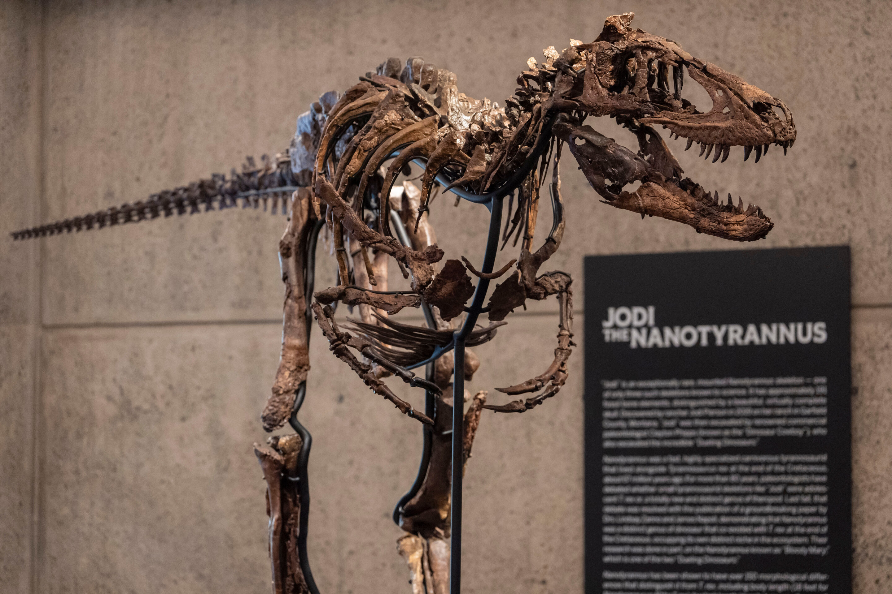 Jodi, a mounted Nanotyrannus skeleton, on display at Sotheby’s in New York.